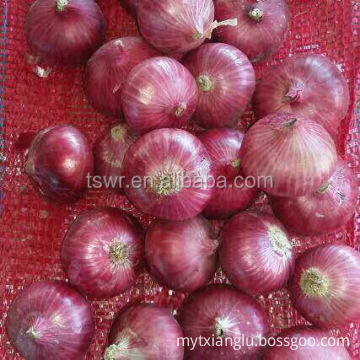 red fresh onion new season onion best quality onions round onion